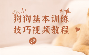 狗狗基本训练技巧视频教程
